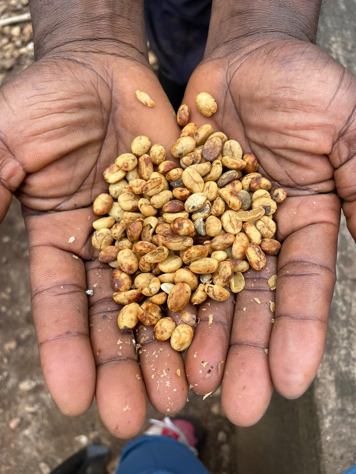 Kingha Estate Washed | Uganda