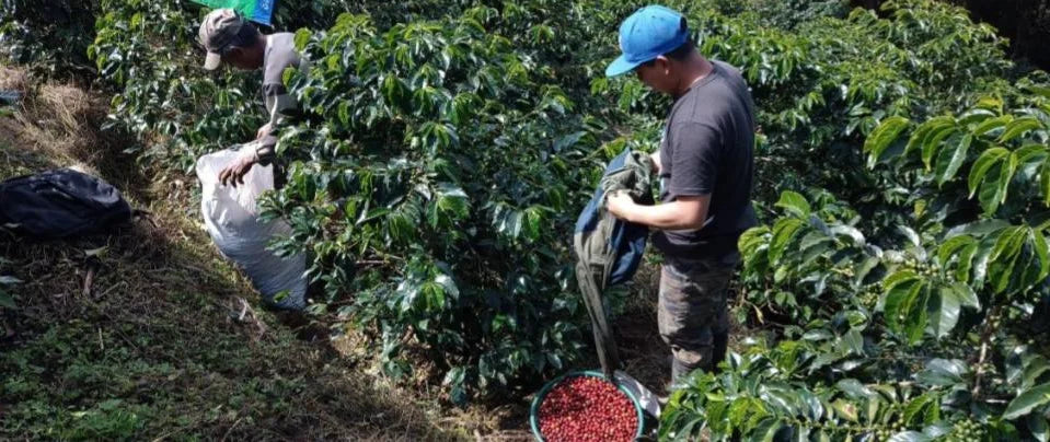 Cafe Justicia Co-op | Lake Atitlan, Guatemala