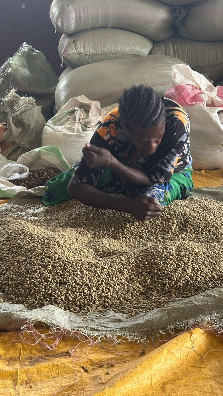 Kingha Estate Washed | Uganda
