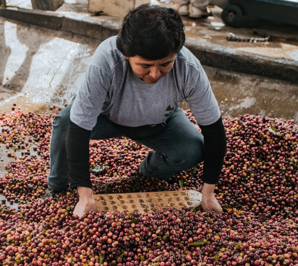 San Crispin Estate | Peru